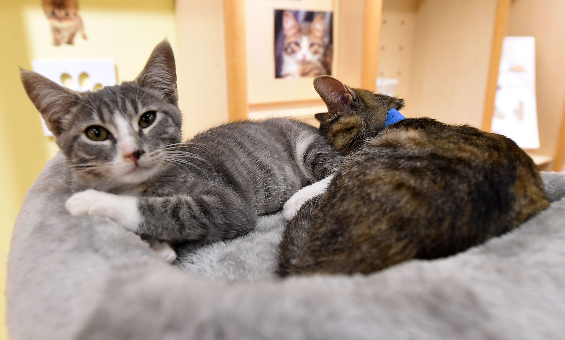 072719CatLounge5jpg.jpg